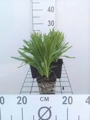6 x Liatris spic. 'Floristan Weiss' - Prachtscharte - Topf 9 x 9 cm