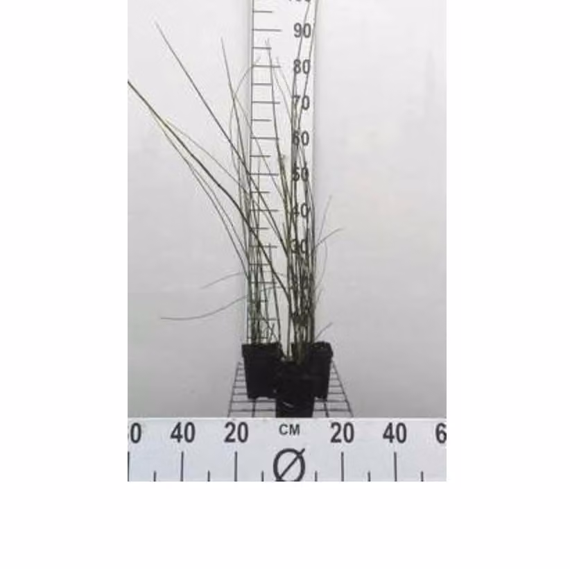 6 x Equisetum hyemale - Equiseto invernale - vaso 9 x 9 cm