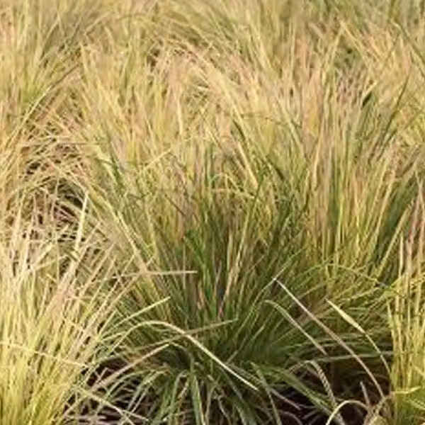 6 piante di Deschampsia cespitosa 'Goldtau' (Schmiele Goldtau) | Vaso da 9x9 cm