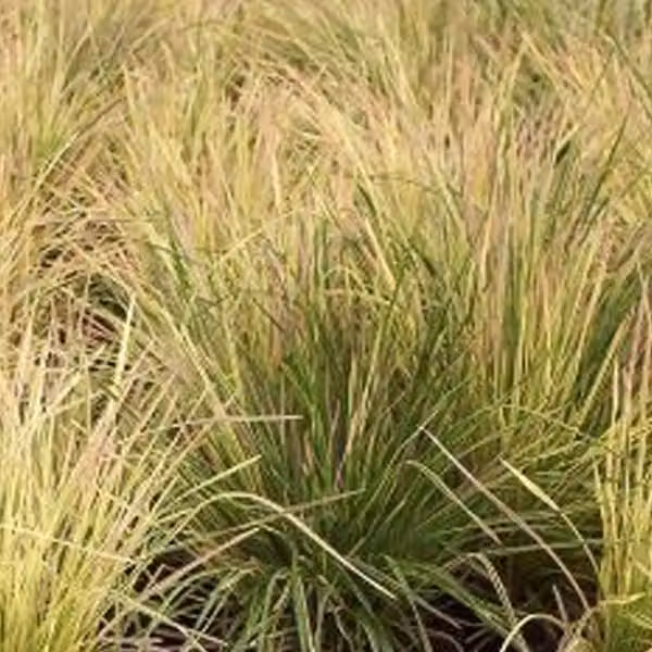 6 piante di Deschampsia cespitosa 'Goldtau' (Schmiele Goldtau) | Vaso da 9x9 cm