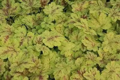 6 x Heucherella hybr. 'Solar Power'® - fiore di schiuma bastarda - vaso 9 x 9 cm