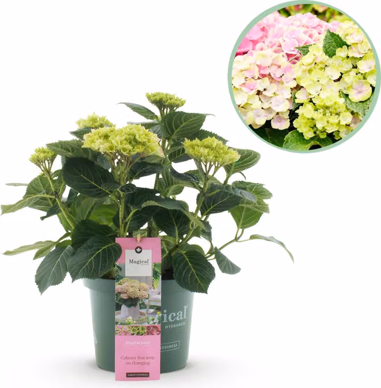 Ortensia Magical Jewel Pink (Hydrangea macrophylla) - Piante da balcone rosa