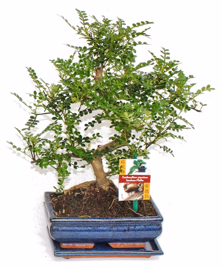 Pepe bonsai di Sichuan - Zanthoxylum piperitum - circa 8 anni