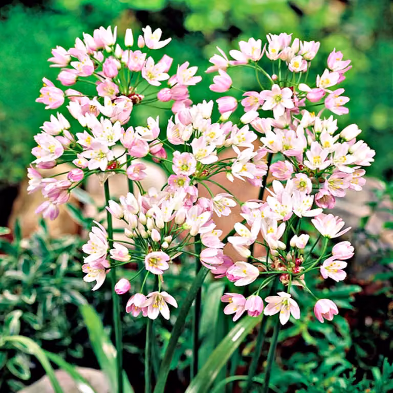 Bulbi da fiore Bulbi di porro ornamentale Allium Roseum 10 pz.
