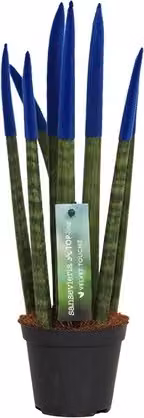 Sansevieria Cylindrica Straight -Spaghetti VELVET TOUCHZ®- 15-20 cm Sansevieria (blu)