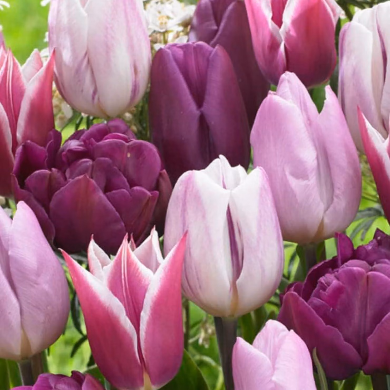 Bulbi di tulipano resistenti al freddo, perenni - Collezione blu e viola - 20 bulbi di tulipano - Piante provenienti dall'Olanda - Tulipani per giardino, vasi e balconi (bulbi grandi, senza semi, non trattati artificialmente)
