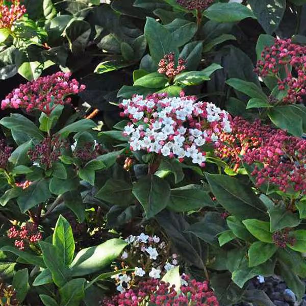 2 piante di Viburnum tinus 'Gwenllian' (bosso nano) | Altezza: 25-30 cm, fornite in vaso