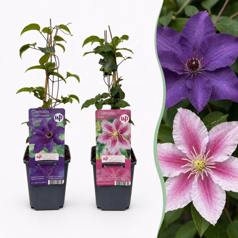Clematis Duo Purple & Pink - Clematide - Viola - Rosa - Bianco - Pianta rampicante | 2 pezzi - 25-35cm - Ø9cm - Pianta da giardino