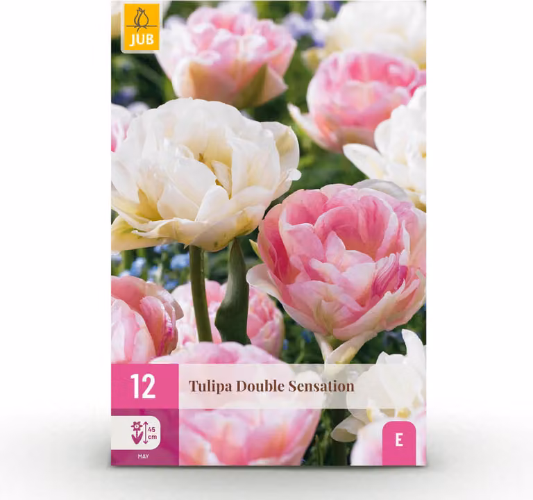 Bulbi da fiore - Tulipano 'Double Sensation' - Bianco e rosa - 12 pezzi - Bulbo misura 11/12 - 20-50cm - Ø5cm - Pianta da giardino - Multideal