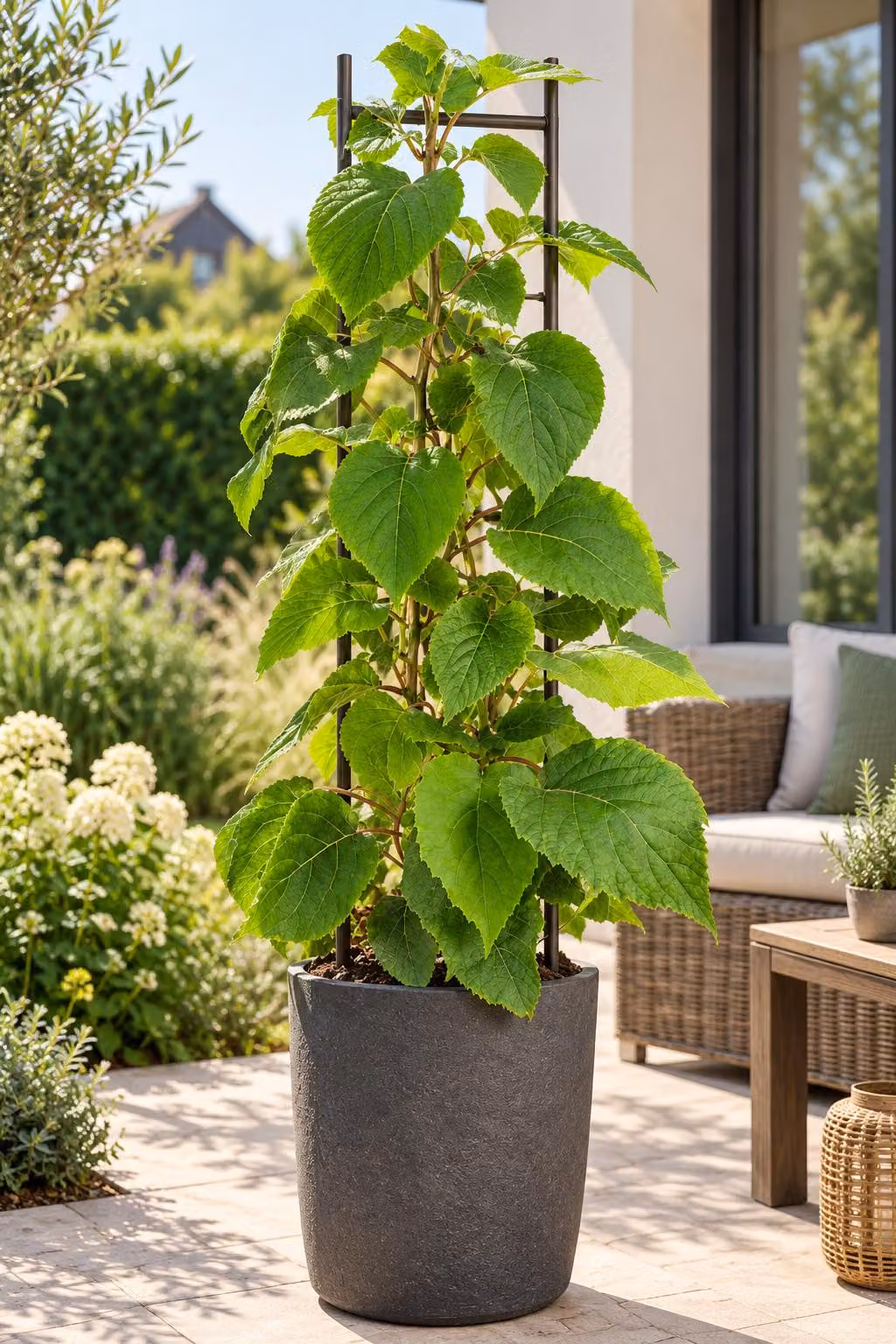 Kiwi maschio 'Atlas', altezza 50–70 cm – *Actinidia chinensis*. Pianta impollinatrice per kiwi, pianta rampicante resistente al freddo, ideale per giardino e terrazzo