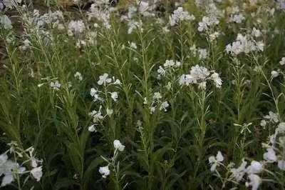 6 x Epilobium angustif. 'Album' - Epilobium - vaso 9 x 9 cm