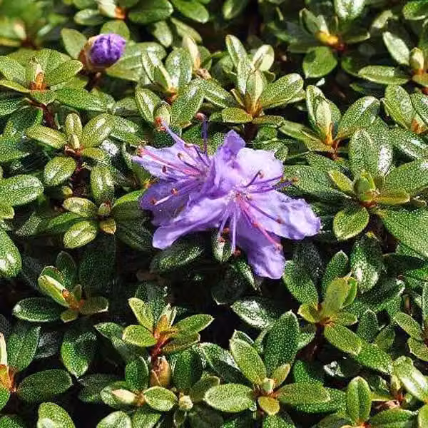 Rhododendron 'Impeditum' - Rhododendron Impeditum | 20-30 cm in vaso