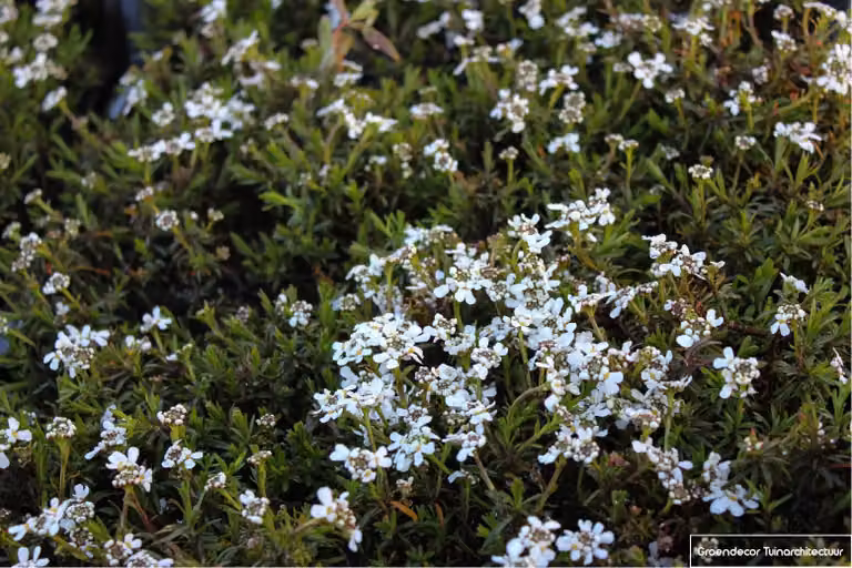 6 x Iberis Sempervirens 'Weisser Zwerg' - Fiore a nastro - vaso 9 x 9 cm