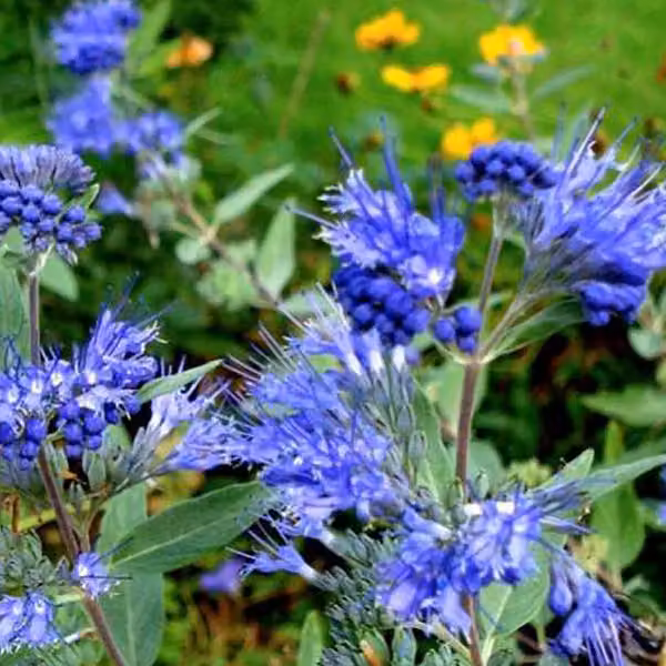 2 piante di Caryopteris clandonensis 'Kew Blue' | Altezza: 30-40 cm, in vaso