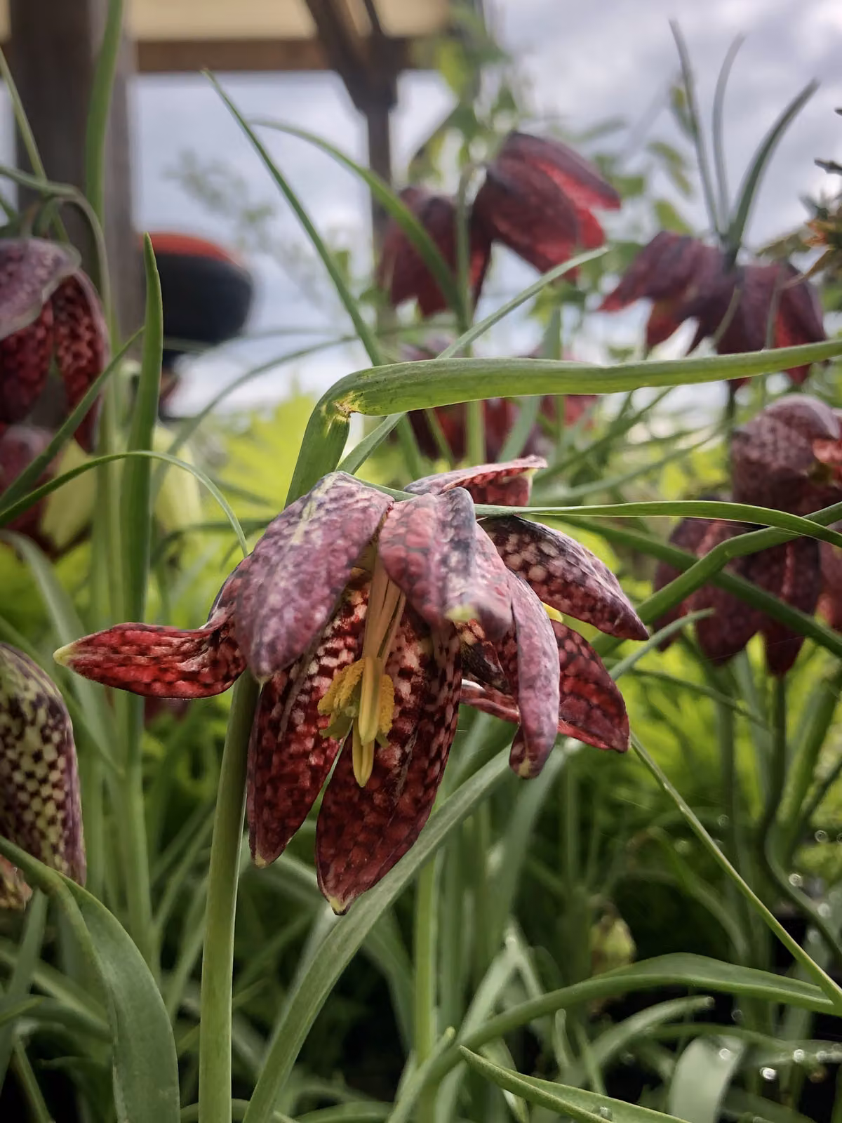 6 x Fritillaria meleagris - Corone dell'imperatore - vaso 9x9 cm