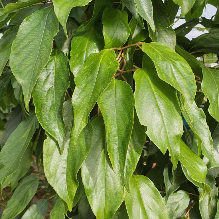 Actinidia Impollinatore di agrifoglio maschio 1L