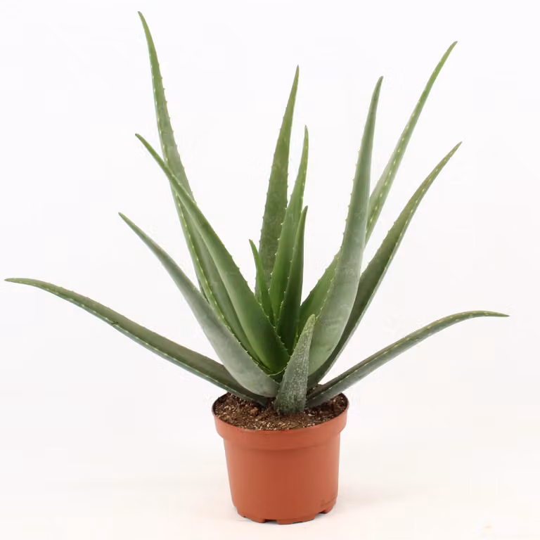 Aloe Vera - 60-70cm - Ø19cm - Pianta d'appartamento - Sempreverde - Cactus e piante grasse