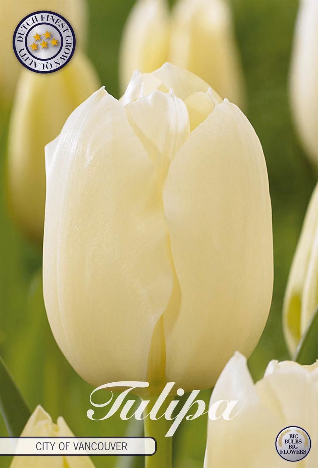 Tulipano City of Vancouver (10 bulbi) | Bulbi di tulipano di Sam van Schooten