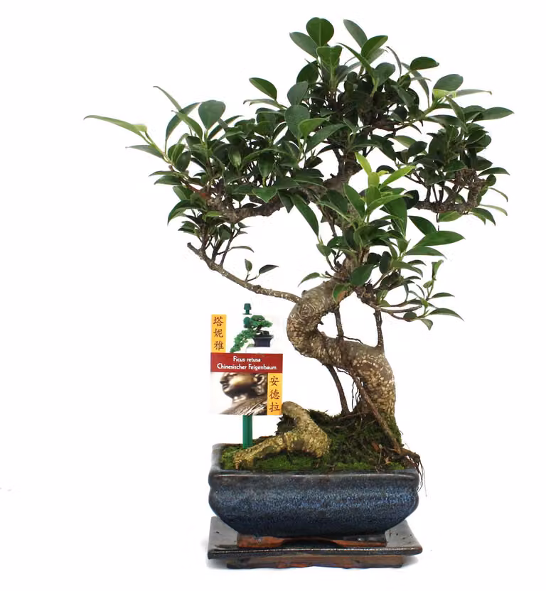 Bonsai di fico cinese - Ficus retusa - circa 6 anni