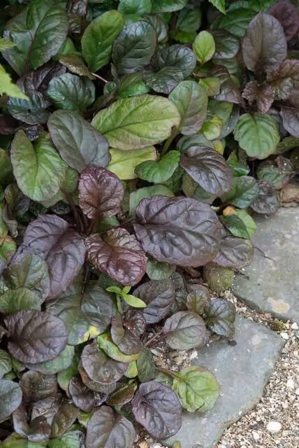 Ajuga a foglia larga (Ajuga reptans 'Catlin's Giant') 10-25cm, Ø9cm, 60 piante