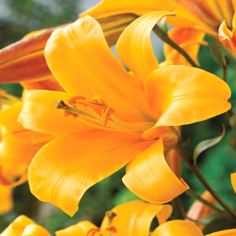 Gigli Bulbi da fiore Fiori Giglio trombetta Arancione Planet 1 pz.
