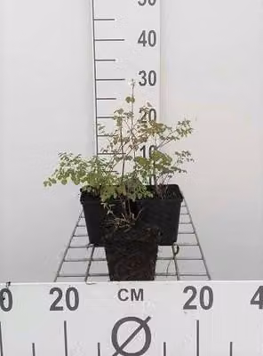 6 x Thalictrum delavayi - Ruta dei prati - vaso 9 x 9 cm