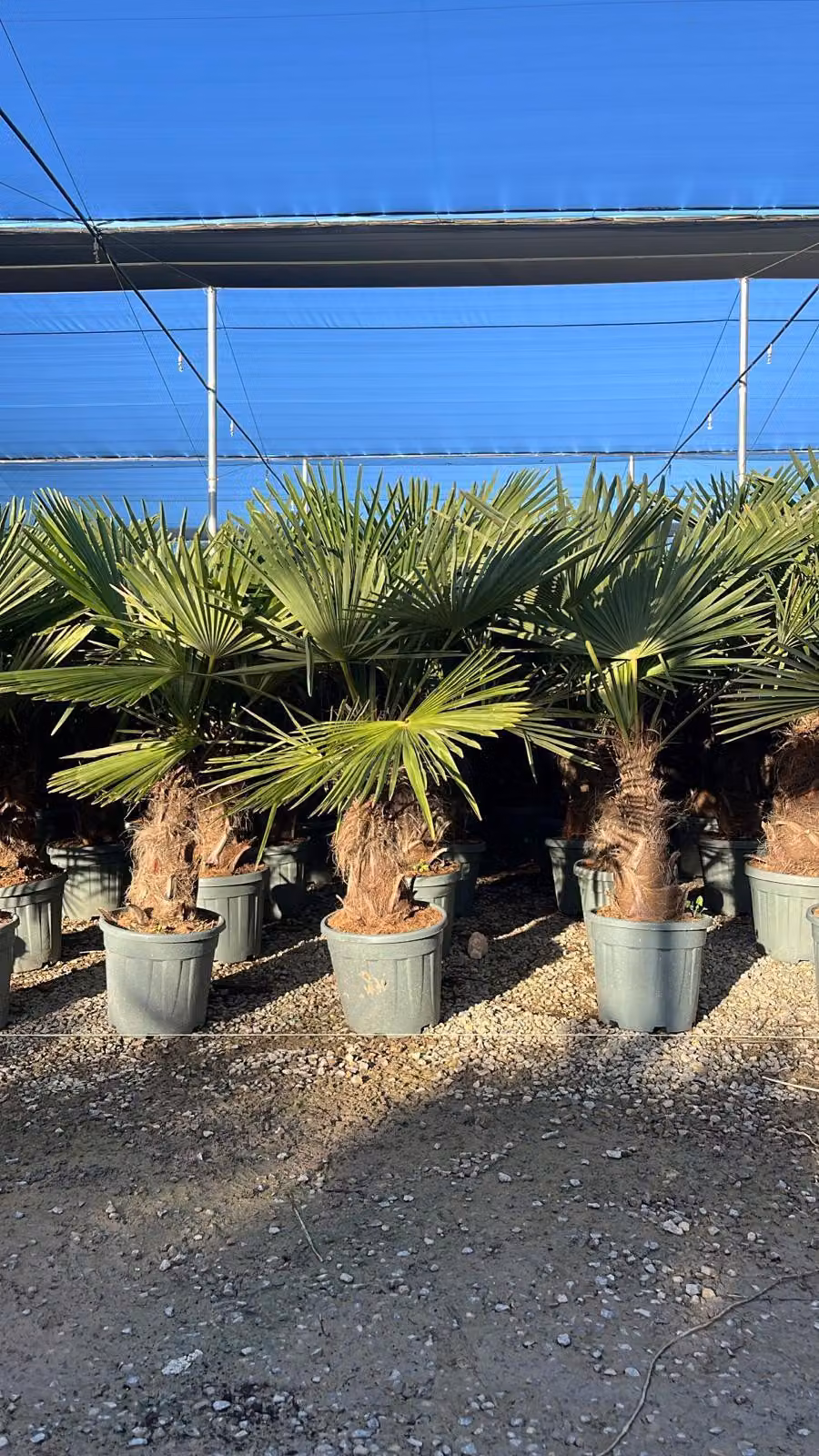Trachycarpus Fortunei Palma a ventaglio cinese, 140-160 cm, altezza tronco 40-50 cm, resistente fino a -18°C, vaso Ø 33 cm