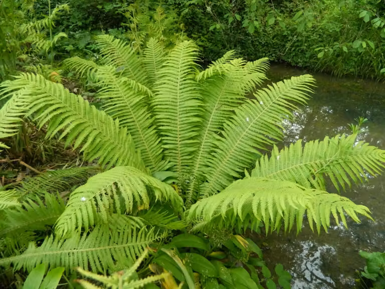 6 x Matteuccia struthiopteris - Felce di struzzo - vaso 9 x 9 cm