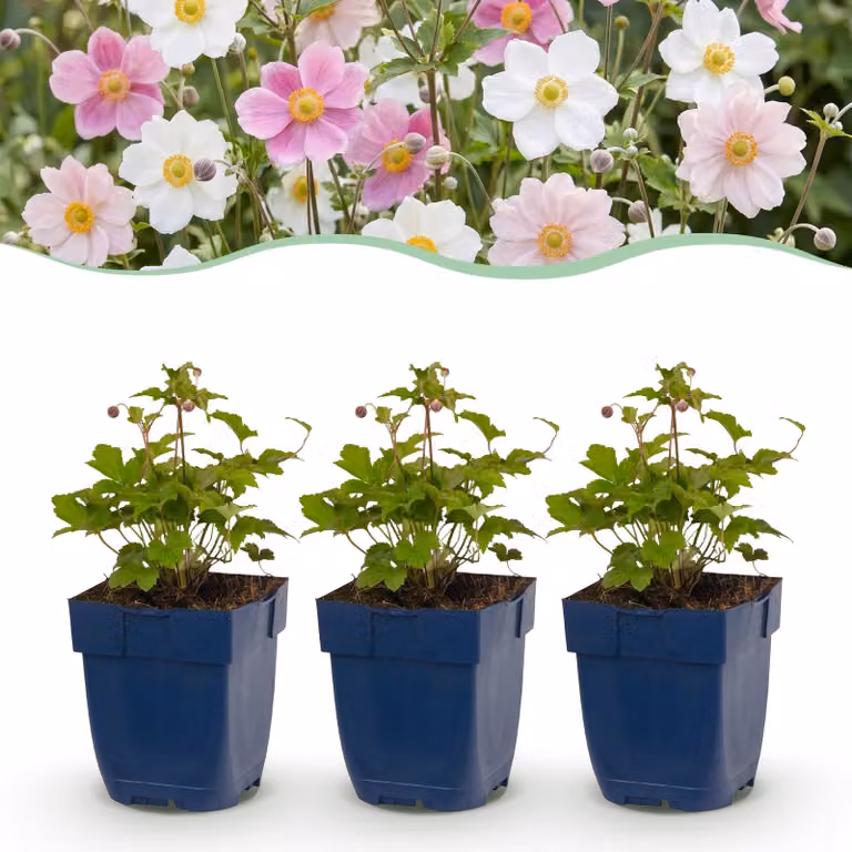 Anemone Tricolour - Anemone autunnale - Ombra - Rosa scuro - Rosa - Bianco - 6 piante - 15-25cm - Ø11cm - Pianta da giardino