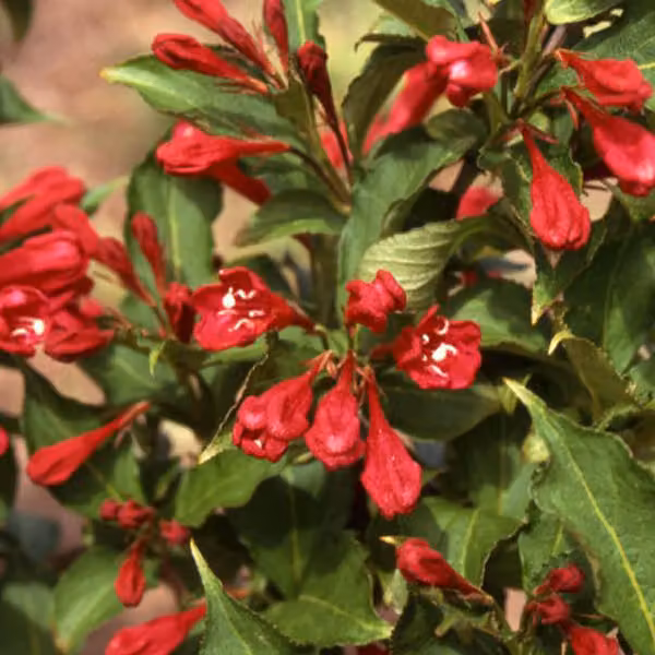 2 piante di Weigela - Weigela 'Red Prince' | Altezza: 50-60 cm, in vaso