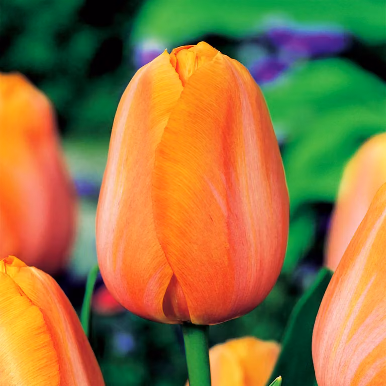 Tulipani Bulbi Bulbi Fiori Tulipano trionfo Dordogna 5 pz.