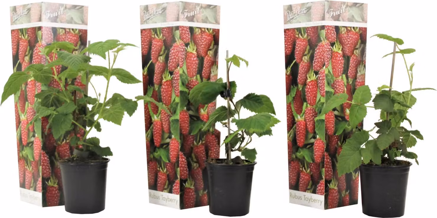 3 pezzi Pianta di tayberry - incrocio tra mora e lampone - cespuglio di bacche 25-40 cm - robusto per giardino e terrazzo