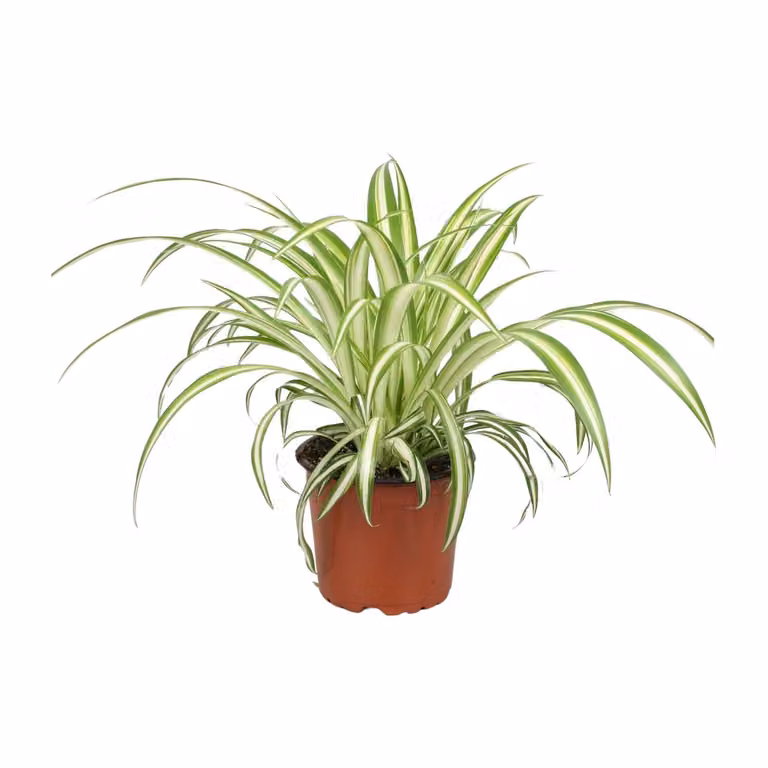 Meergroothandel Chlorophytum - 25 cm, Ø12 cm