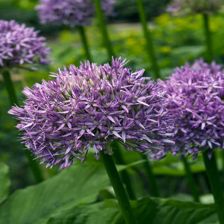 Bulbi da fiore Bulbi Porro ornamentale Allium Dutchman 1 pz.