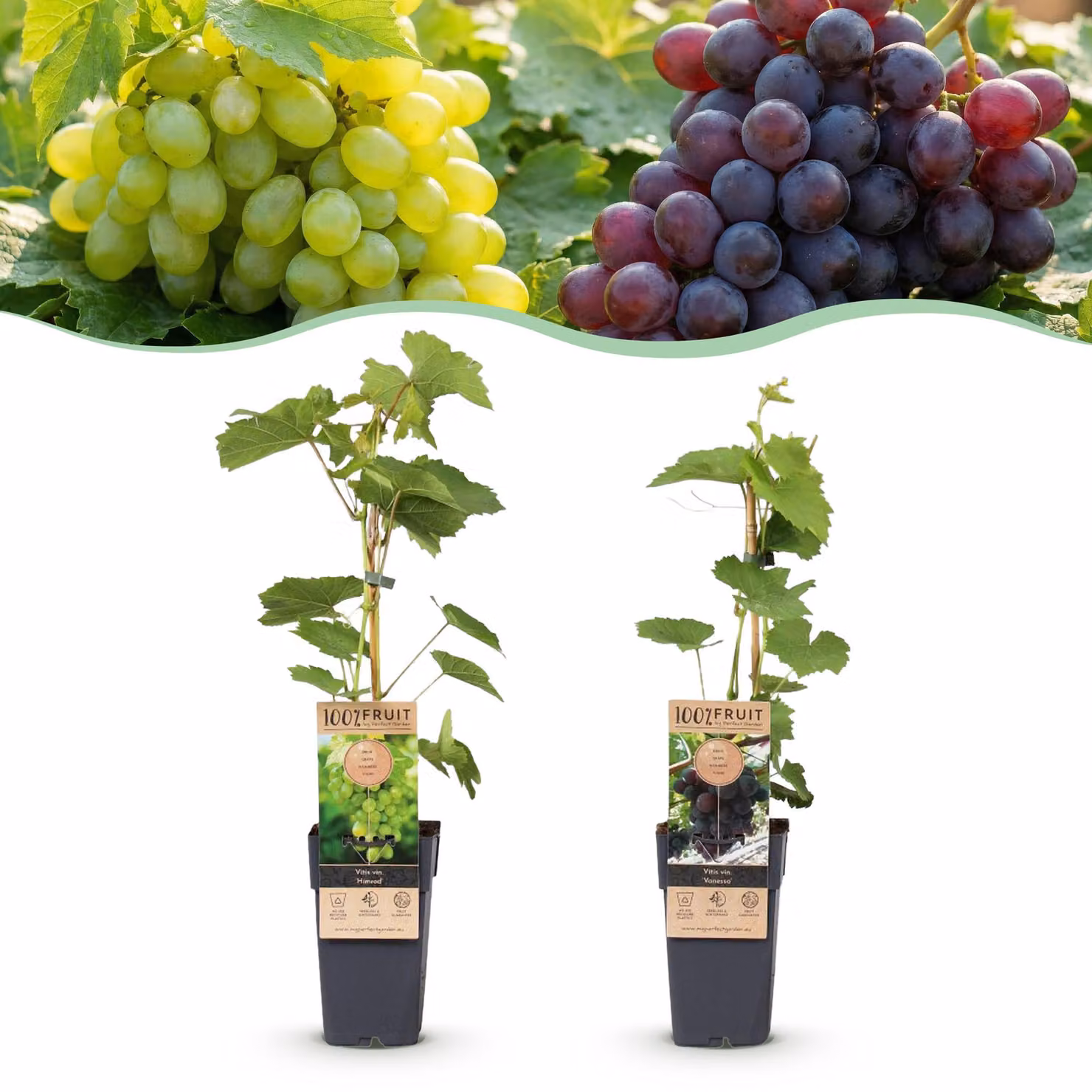 Pianta da frutto - Uva viola e bianca - Vitis vinifera Vanessa e Himrod - Senza semi - 2 piante - 40-50cm - Ø15cm - Pianta da giardino