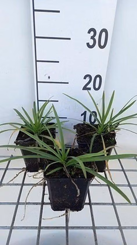 Agapanthus 'Headbourne Hybrids' - Agapanthus ibrido | Vaso da 9x9 cm