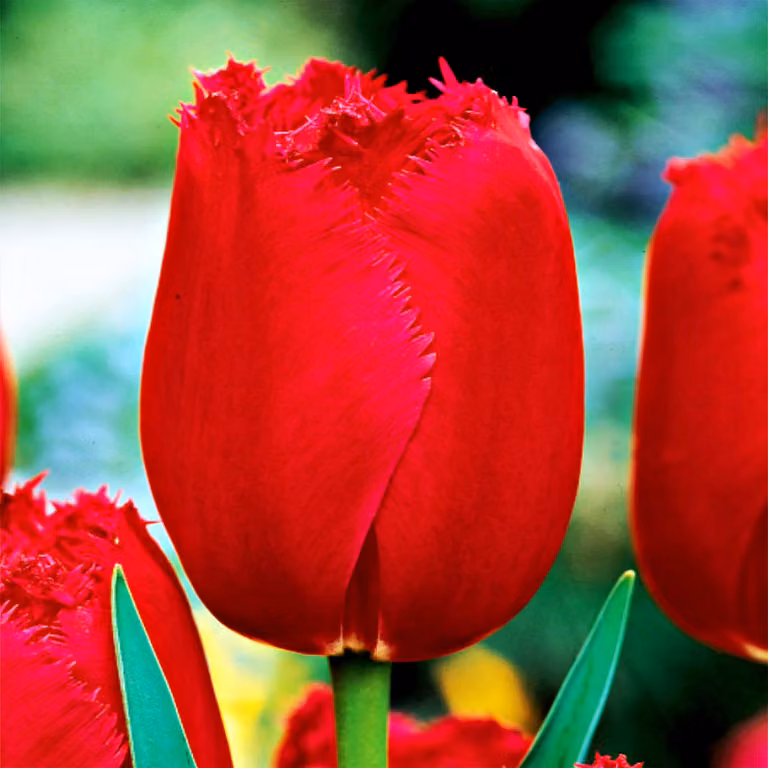 Tulipani Fiore Bulbi Fiori Tulipano Frangiato Pizzo Borgogna 5 pz.