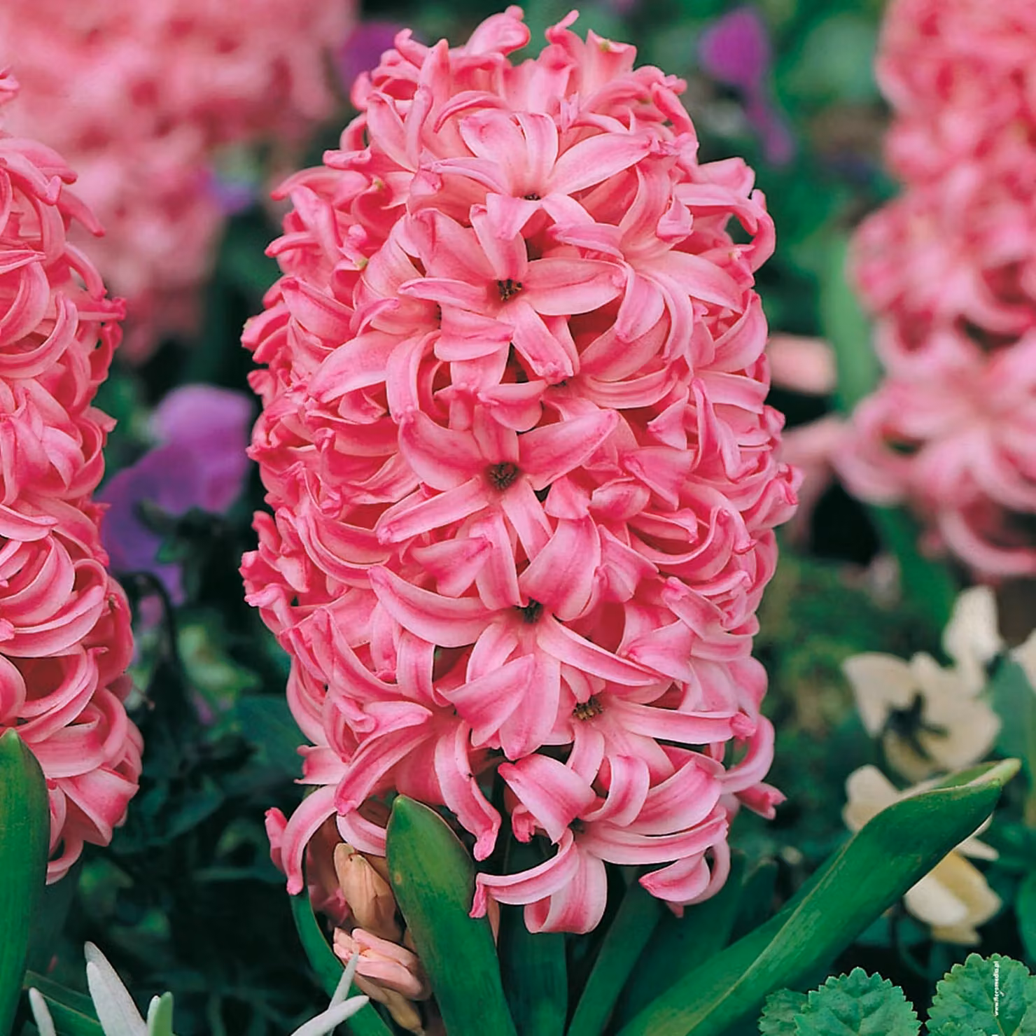 Bulbi di fiori di giacinto Bulbi di fiori Hyacinthus Pink Pearl 5 pz.