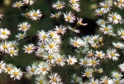 6 x Aster hybr. 'Monte Cassino' - Astro autunnale - vaso 9 x 9 cm