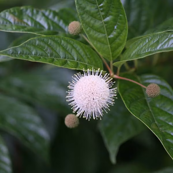 2 piante di Cephalanthus occidentalis (Knopfbusch) | Altezza: 30-40 cm, fornite in vaso