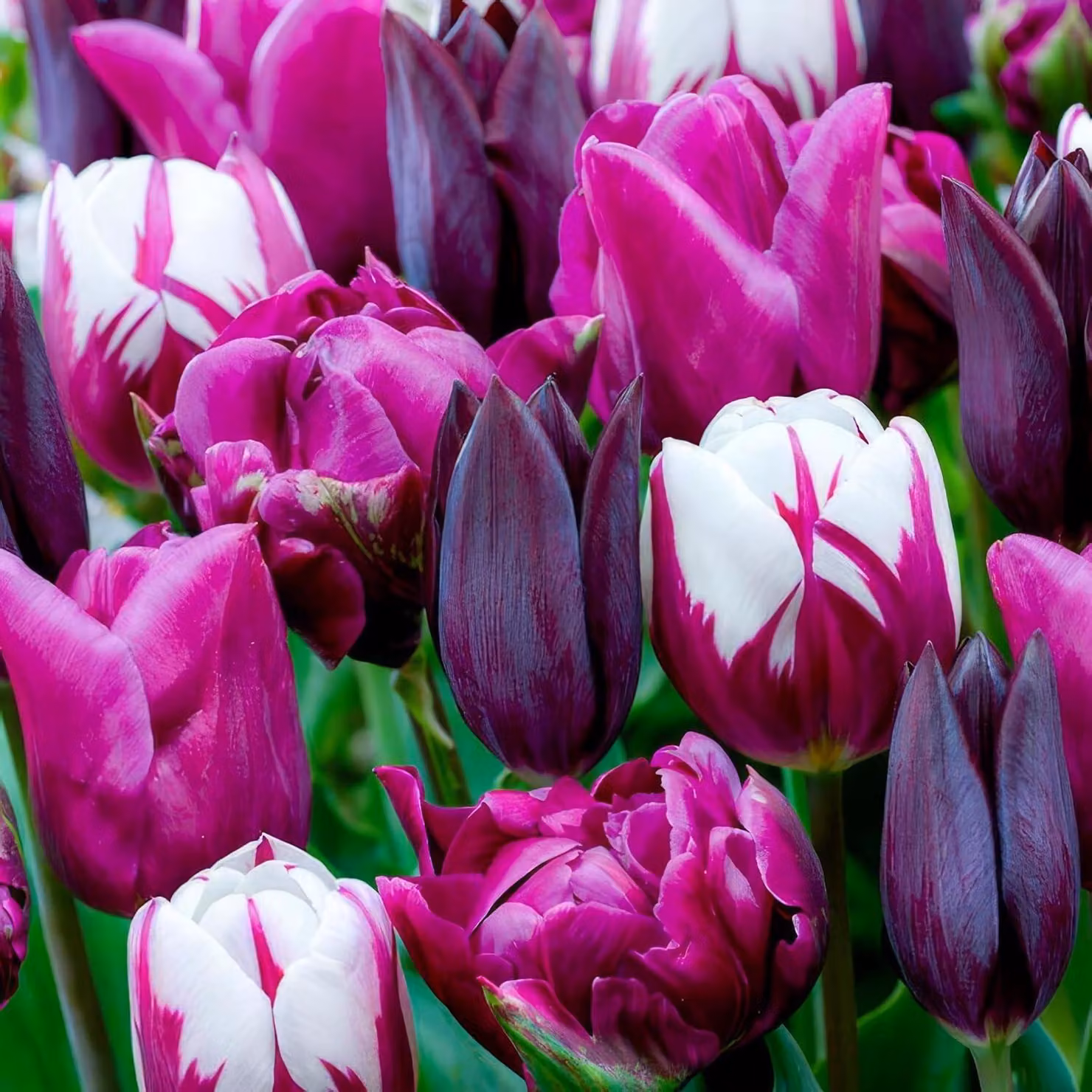 Bulbi di tulipano resistenti al freddo, perenni, in tonalità viola, nera e bianca - 25 bulbi - Piante vere provenienti dall'Olanda - Bulbi di tulipano per giardino, vasi e balcone (bulbi grandi, senza semi, non artificiali)