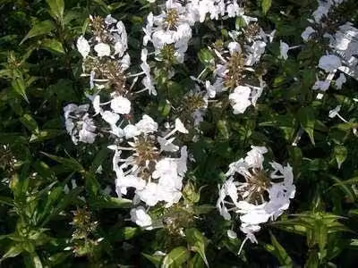 6 x Phlox (m) 'Omega' - Fiore di fiamma - vaso 9 x 9 cm