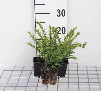 12 x Lonicera nit. 'Maigruen' - Caprifoglio sempreverde 'Maigrün' - vaso 9 cm x 9 cm