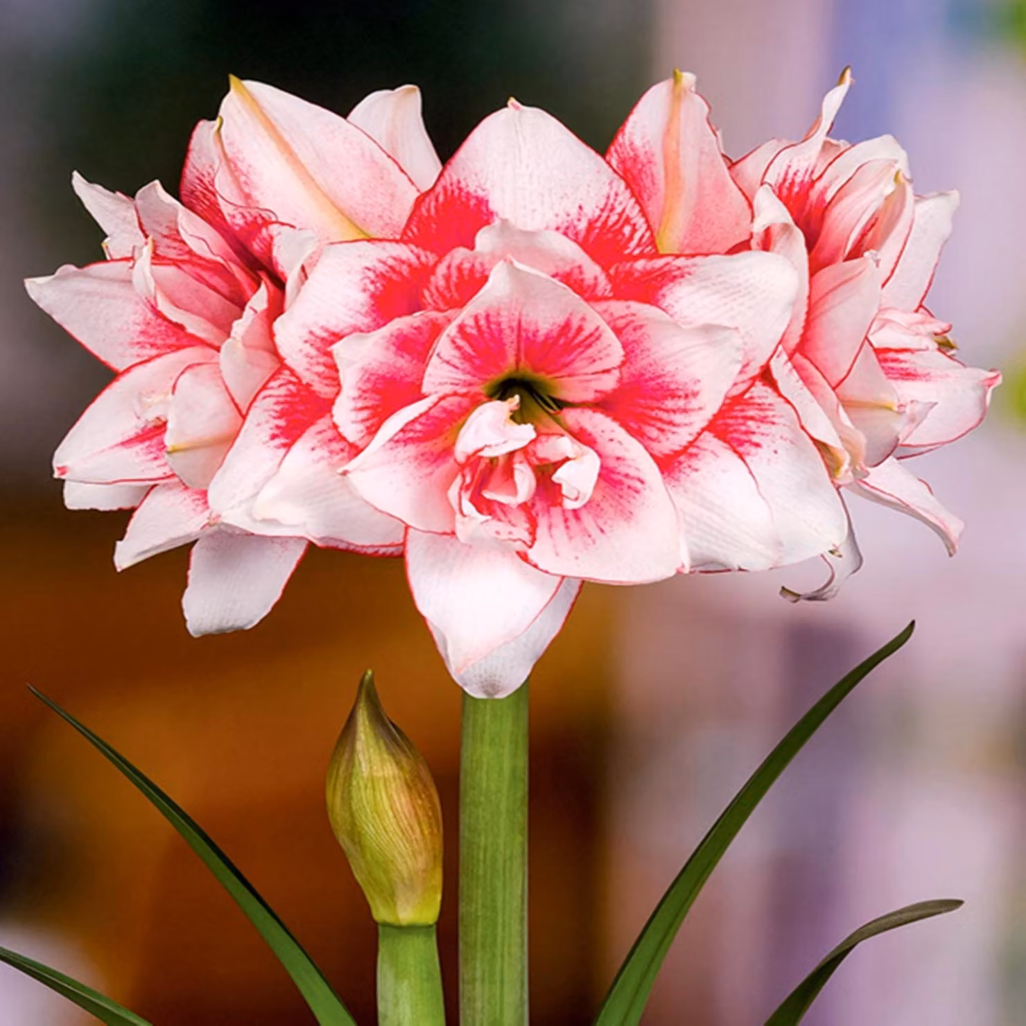 Hippeastrum Zwartnica Amarylis Pełny Elvas 1 pz Bulbi Bulbi di amarilli