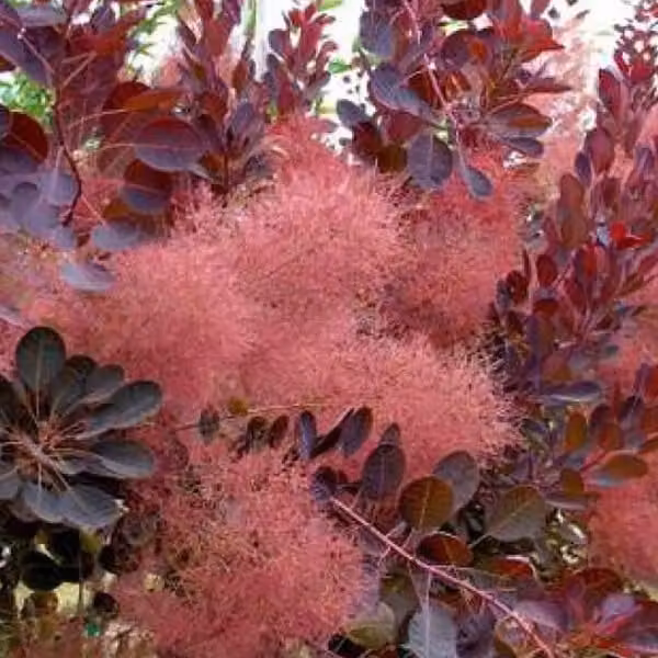 2 piante di Cotinus coggygria 'Royal Purple' (arbusto con foglie rosso-violacee) | Altezza: 40-60 cm, fornite in vaso