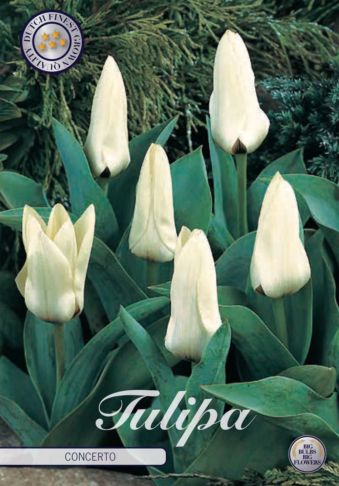 Tulipano Concerto (10 bulbi) | Bulbi di tulipano di Sam van Schooten