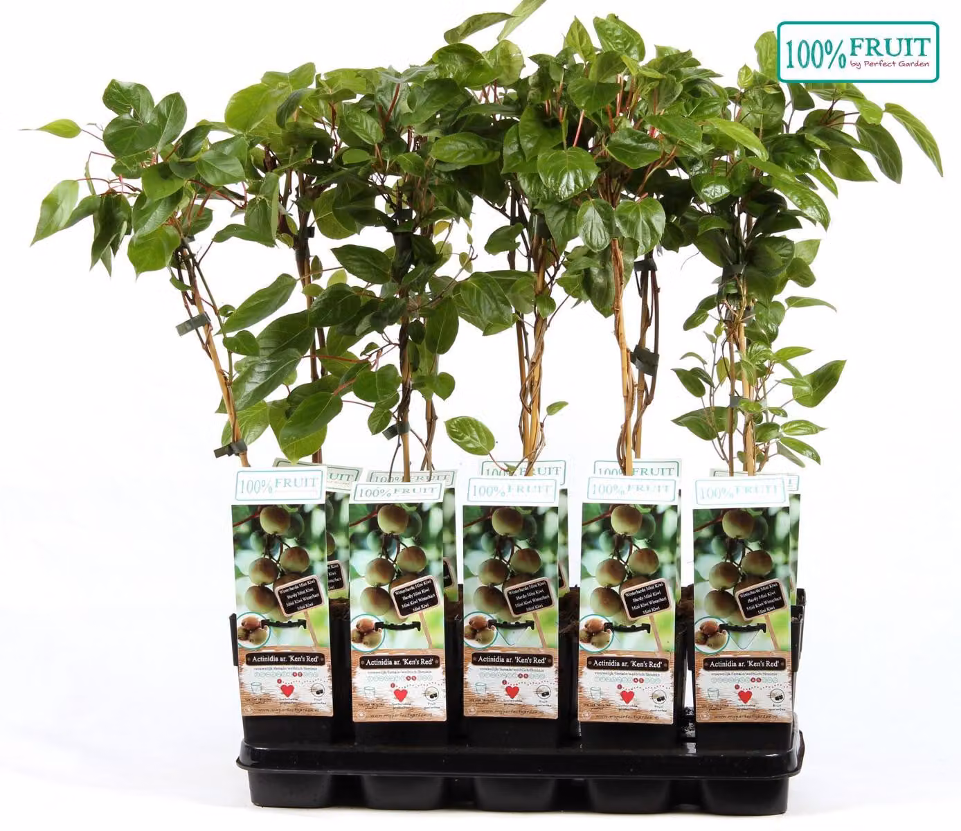 Kiwi Ken's Red 70 cm Actinidia arguta Kens Red - Kiwi nano - femmina
