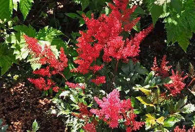 6 x Astilbe (j) 'Red Sentinel' - magnifica spirea - vaso 9 x 9 cm