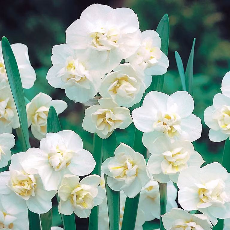 Bulbi di giunchiglia Bulbi di fiori Fragrante giunchiglia Allegria 5 pz.