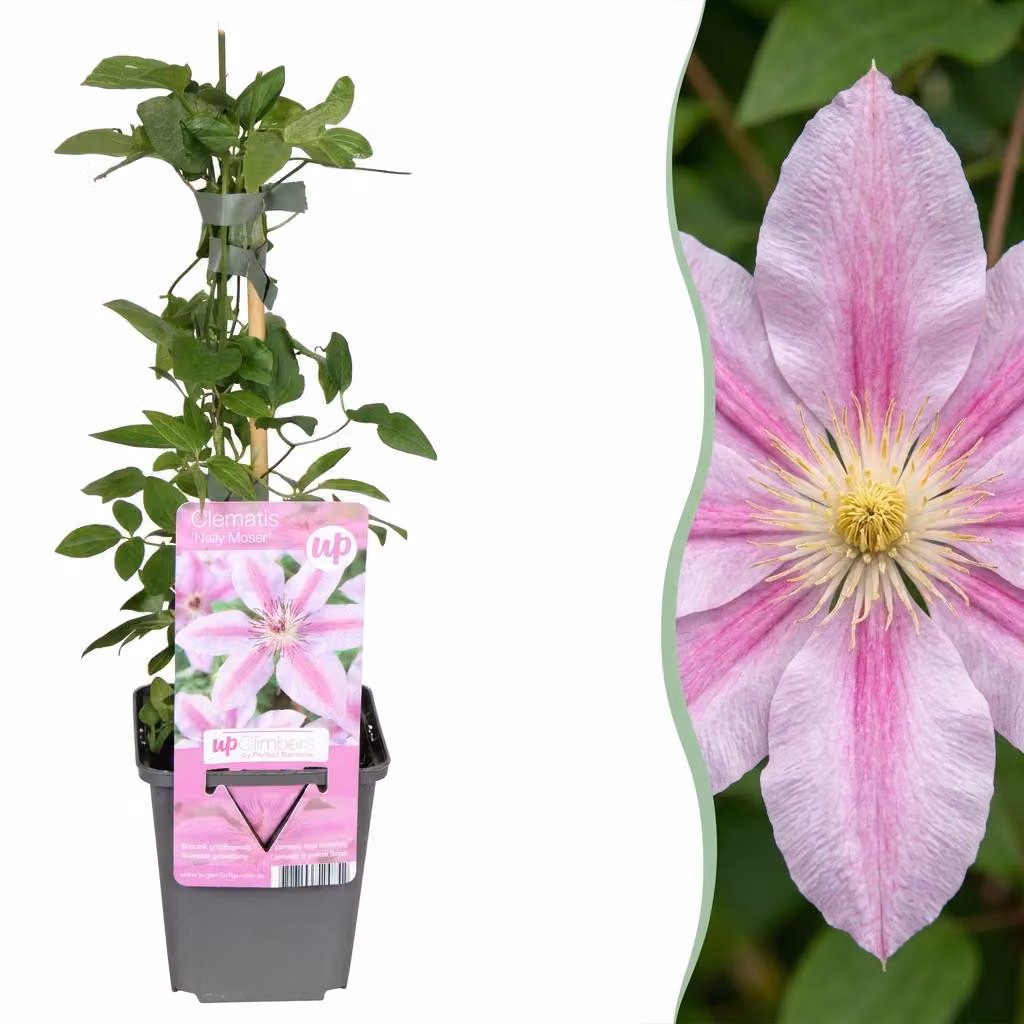 Clematide Nelly Moser - Clematide rampicante Nelly Moser - Bianca - Rosa - Pianta rampicante | 4 pezzi - 25-35cm - Ø9cm - Pianta da giardino